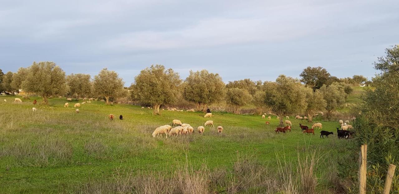 Trendy And Luxe Bed & Breakfast Ferreira Do Alentejo Exterior photo